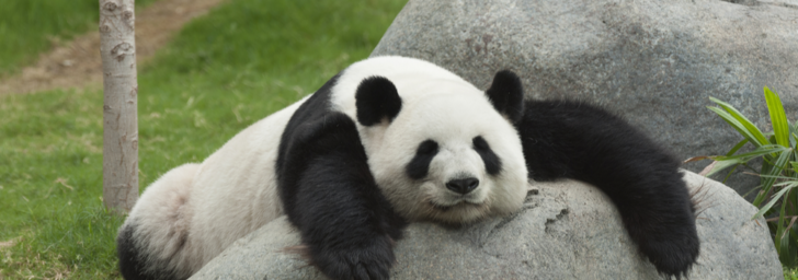 熊猫周年纪念日以及我们迫切需要记住的关于搜索的事情